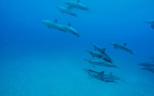 underwater, jellyfish, sea, ocean, water, dolphins, flock