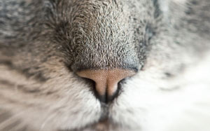 cat, cat nose, animal, pet, face