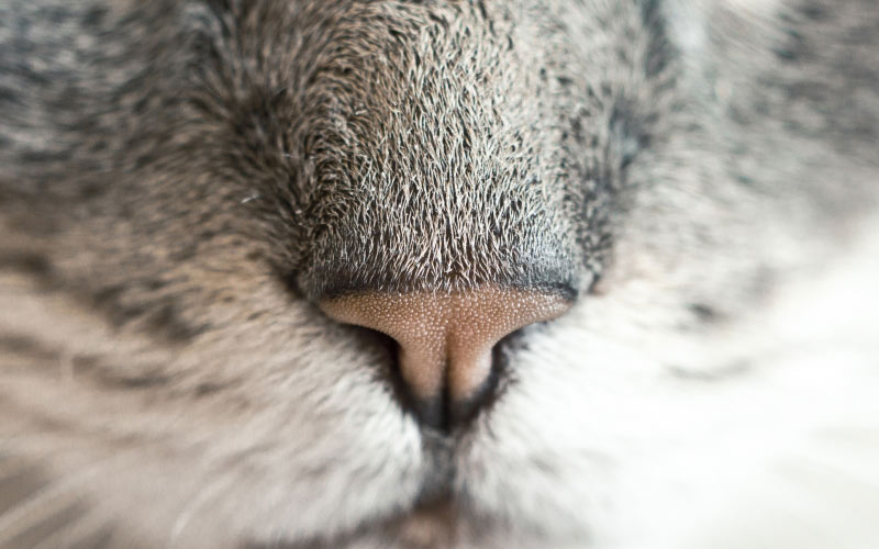 cat, cat nose, animal, pet, face