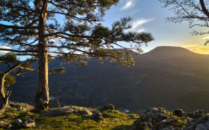 pine, mountain, landscape, nature