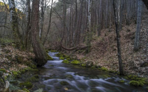 wood, moss, river, stream, rocks, forest