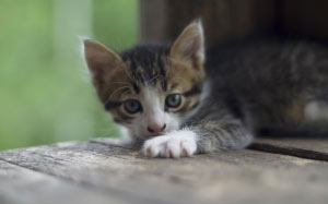 cat, kitten