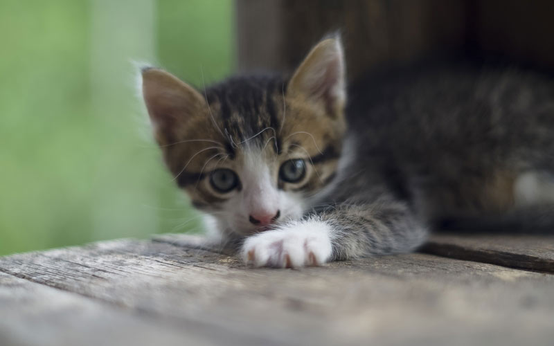 кошка, котёнок