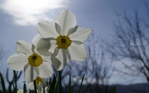 daffodil, flower, flowers, plants, nature