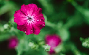 macro, flower, plant