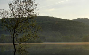 water, surface, lake, landscape, nature, forest, tree