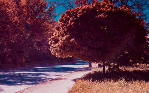 nature, autumn, trees, foliage, street
