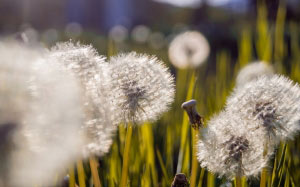 dandelion, macro, nature, grass, plants