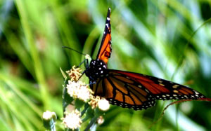 insect, lepidoptera, butterfly, monarch, royal, antenna, antennae, flower, wildlife, nature