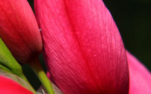 flora, flowers, bulb, bloom, bud, blossom, petals, pink