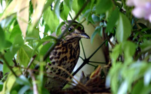 animal, fauna, bird, thrush, chick, young, mother, family, feed, feeding, nest, nesting, roost, babies, baby