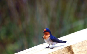 fauna, animal, bird, flight, perched, winged, colorful, colourful