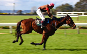 sports, horse, racehorse, animal, track, jockey, rider