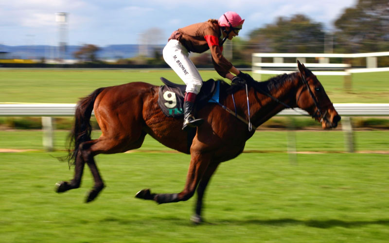 sports, horse, racehorse, animal, track, jockey, rider