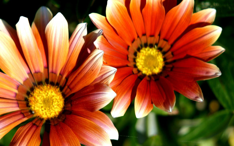 flora, flower, bloom, plant, petal, stamen