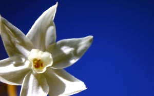 flower, petal, bloom, stamen, pollen