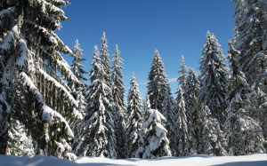 winter, snow, forest, blue sky, pamporovo, landscape, wilderness, scenery, natural, wild, outdoor, environment, scenic, land, nature