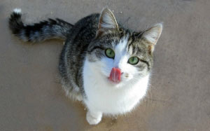 cat, animals, pets