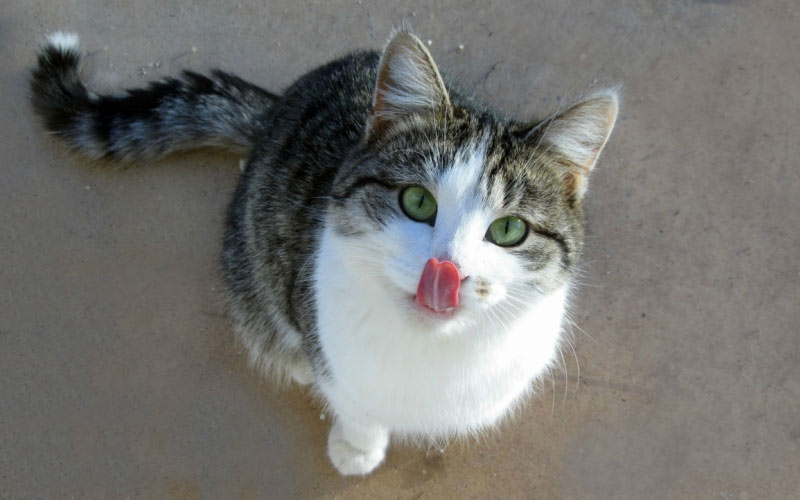 cat, animals, pets
