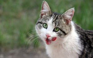 cat, animals, pets