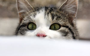 cat, animals, pets