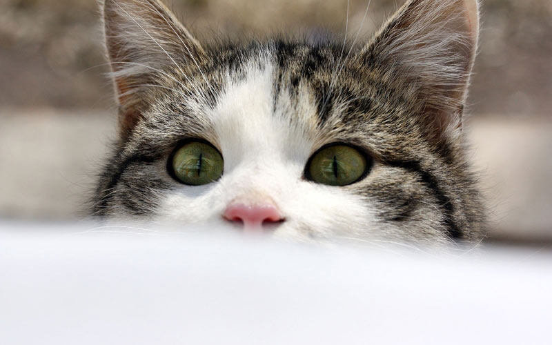кот, кошка, животные, домашние животные