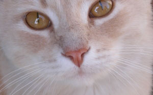cat, animals, pets