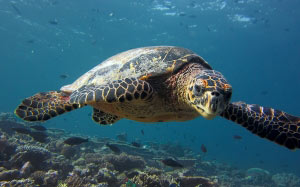 Maldives, sea, underwater, ocean, water, turtle