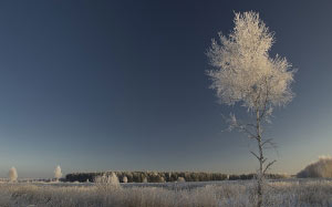 winter, nature, snow, cold, field, trees, landscape