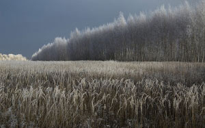 winter, nature, snow, cold, field, trees, landscape