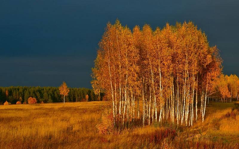 осень, природа, лес, поле, луг, золотая осень, пейзаж