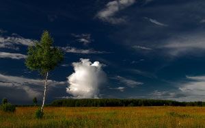 nature, landscape, meadow, field, forest, trees