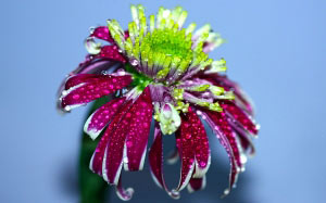 drops, macro, chrysanthemum, flower, plant