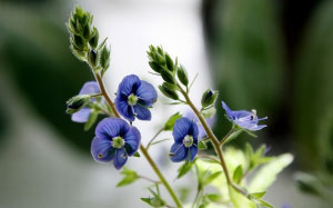 spring, may, garden, little blue, flora, flowers, nature