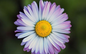 spring, daisy, flora, flower, nature