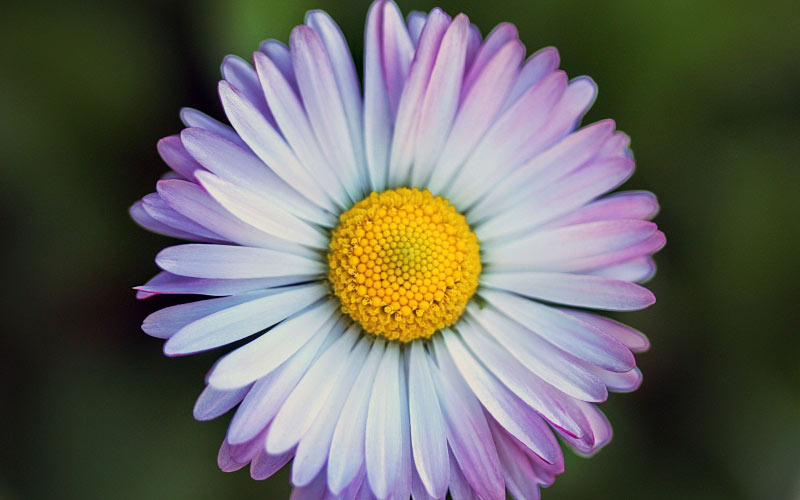 spring, daisy, flora, flower, nature