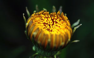 bud, spring, May, close-up, dandelion, flowers