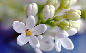 spring, macro, lilacs, flora, flowers