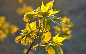 sunset, maple, leaves, rays, nature
