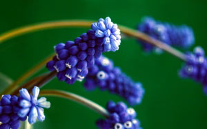spring, little blue, flowers, nature