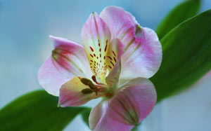 Alstroemeria, spring, flora, flowers, nature