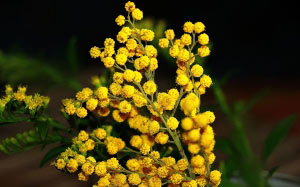 spring, mimosa, flowers, nature