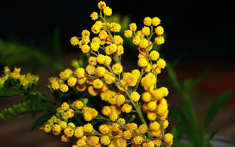 весна, мимоза, цветы, природа