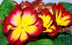primrose, flowers, nature