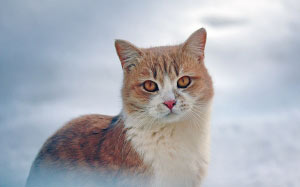 home, animals, cat, portrait, holiday, pet