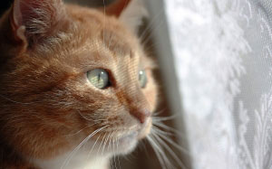 pets, cats, cat, portrait, red-haired, mustachioed