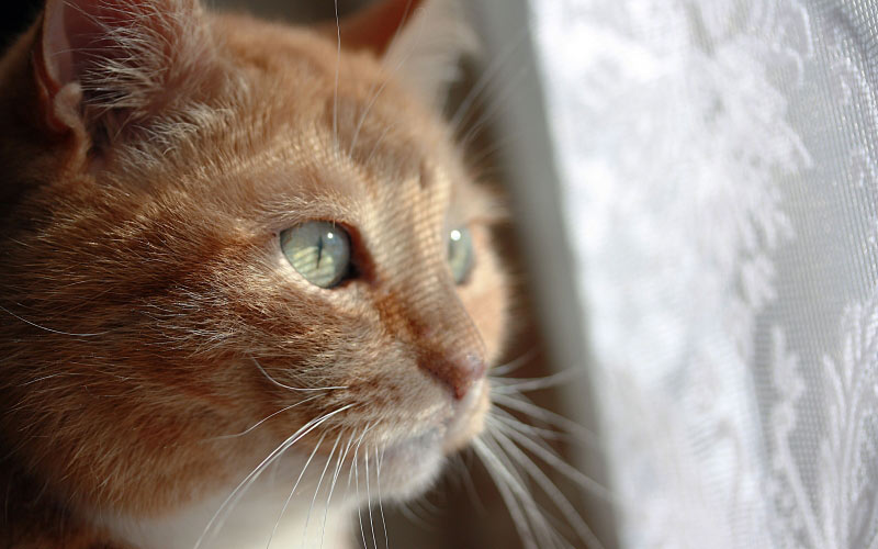 pets, cats, cat, portrait, red-haired, mustachioed