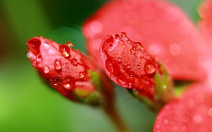 bud, geranium, drops, macro, flowers, nature