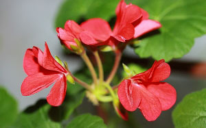 geranium, house, flora, flowers, plants