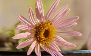 macro, autumn, flora, flowers, nature